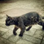 Местное котэ, поутру гуляет на набережной...